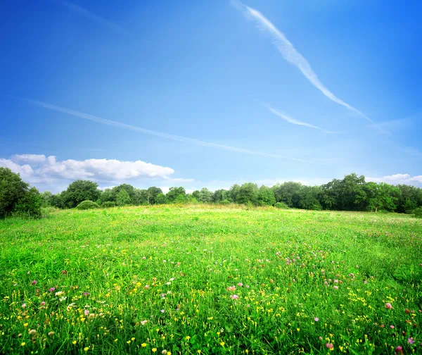 Bright meadow flowers — Stock Photo, Image