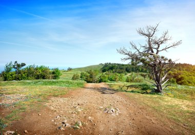 bir alandaki kumlu yol