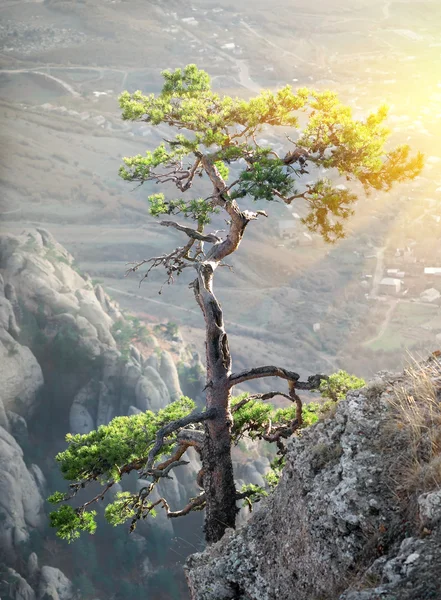 Baum auf dem Felsen — Stockfoto