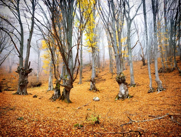 Floresta de outono de fadas — Fotografia de Stock