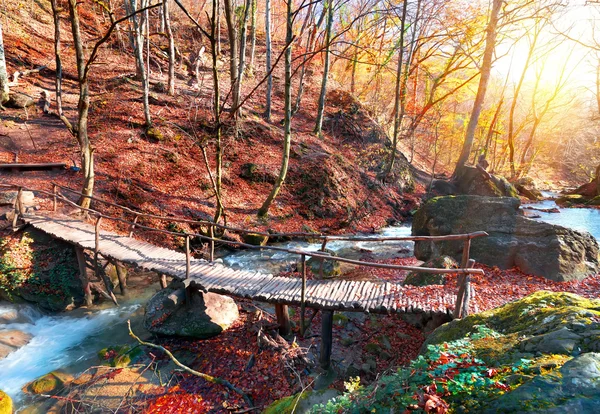 Brücke im Wald — Stockfoto