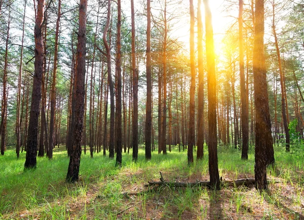 Zonsopgang in een dennenbos — Stockfoto