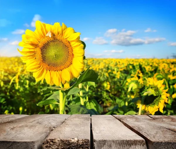 Table and field of sunflowers — Stock Photo, Image