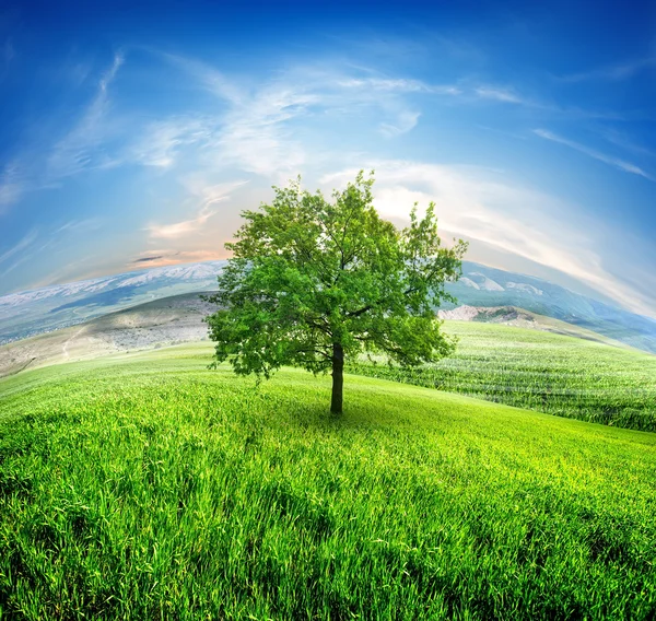 Meadows and tree — Stock Photo, Image