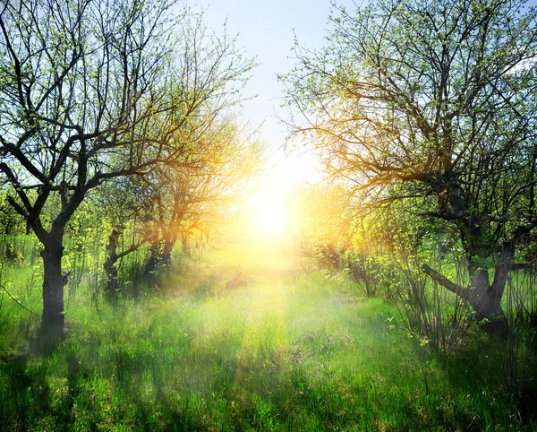 Sunbeams in the forest — Stock Photo, Image