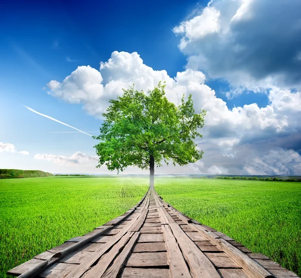 Árvore verde e ponte — Fotografia de Stock