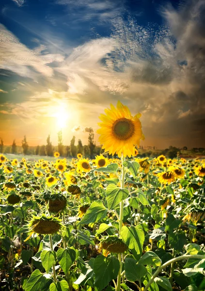 Coucher de soleil sur tournesols — Photo