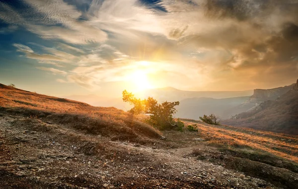 Strauch auf dem Berg — Stockfoto