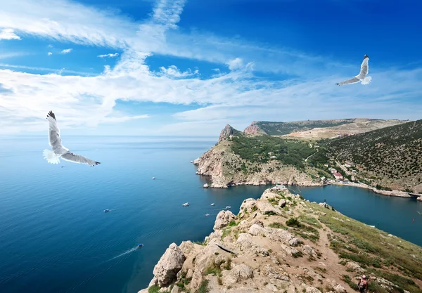 Två måsar över havet — Stockfoto