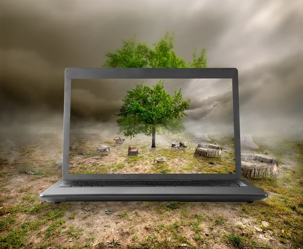 Árbol y muñones en el monitor —  Fotos de Stock