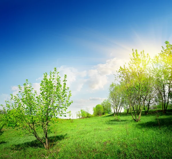 Alberi giovani e prato verde — Foto Stock