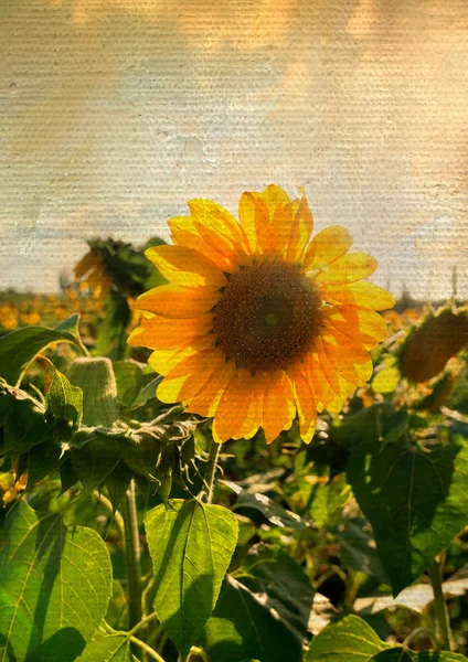 Sunflower on canvas — Stock Photo, Image