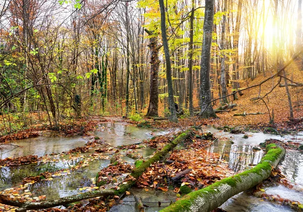 Каскад річка в лісі — стокове фото