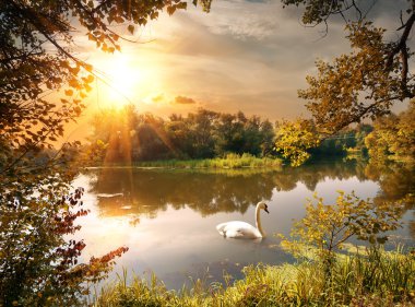 Swan on the pond clipart