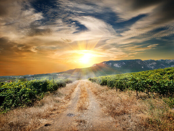 Road through a vineyard