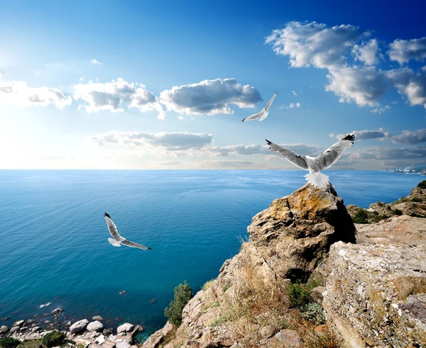 Las gaviotas y el mar — Foto de Stock