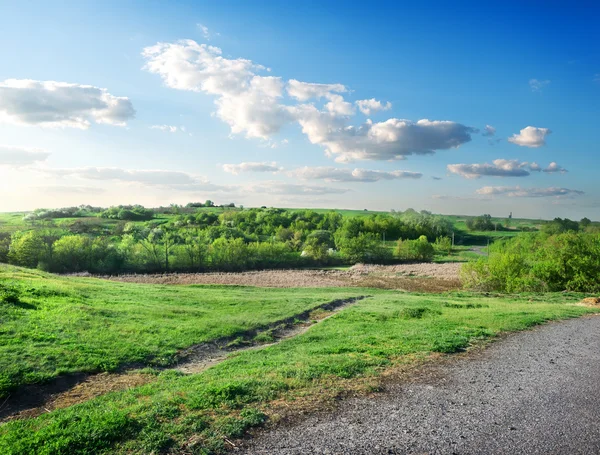 Weg en bos — Stockfoto