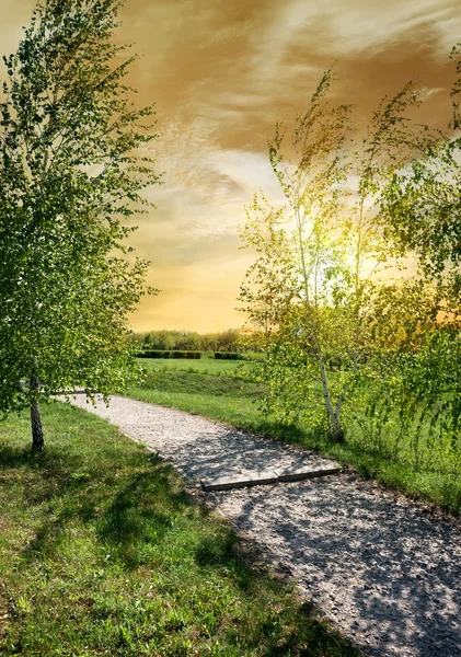 Birches near the road — Stock Photo, Image