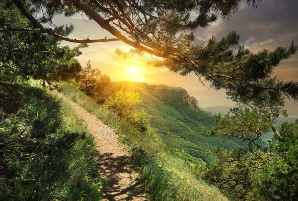 Bosque de pinos en las montañas — Foto de Stock