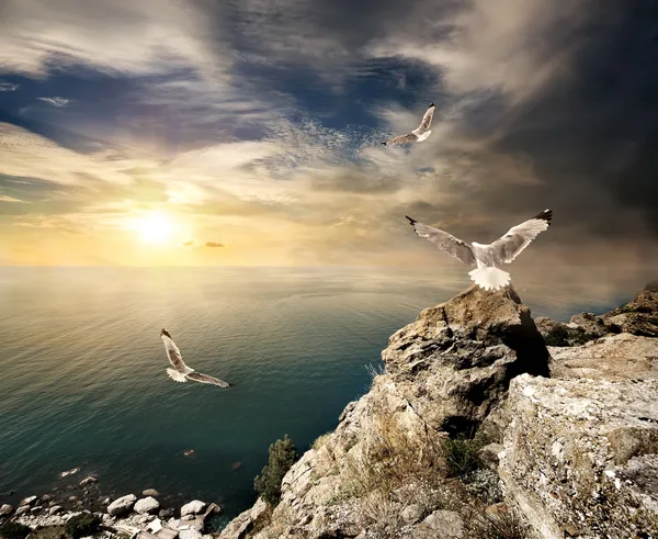 海鸥和日落 — 图库照片