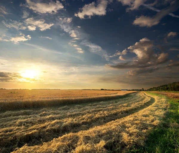 Campo de trigo — Foto de Stock