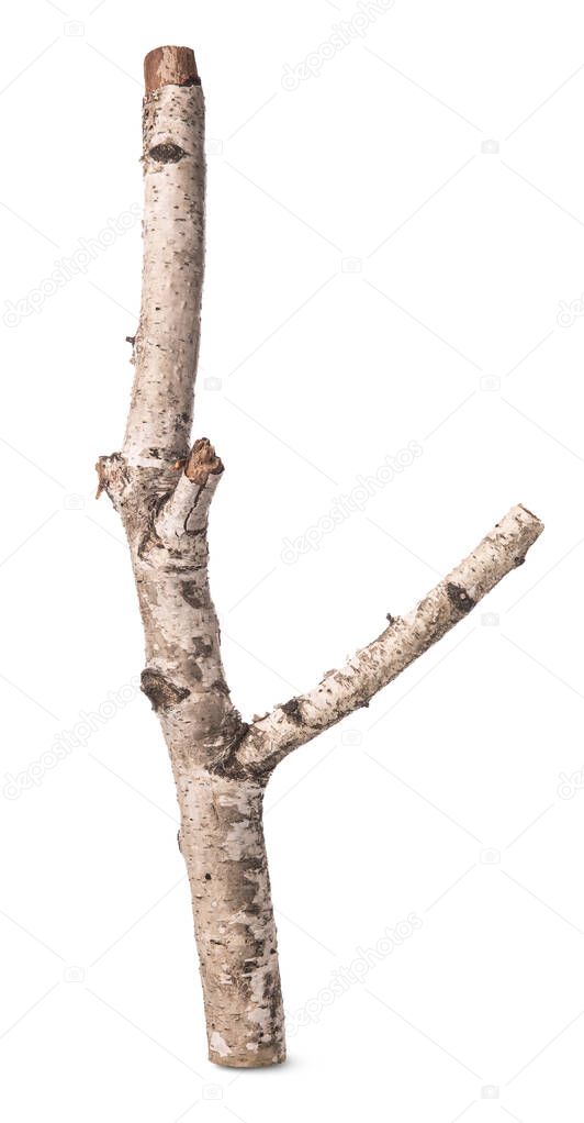Branch of a birch isolated