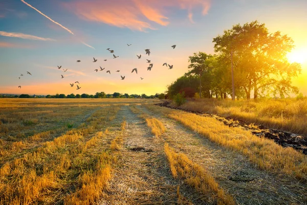 Mowed field at sunset — Stock Photo, Image