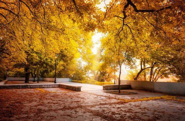 Patio trasero con árboles en otoño —  Fotos de Stock