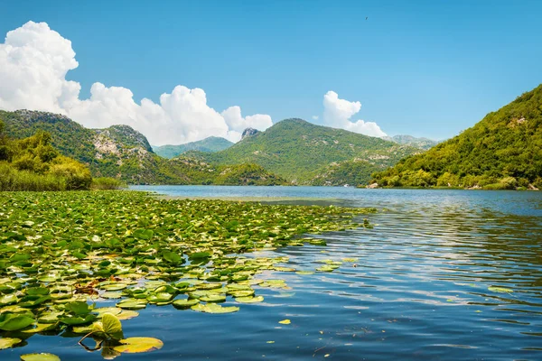 Лотос на Скадарском озере — стоковое фото