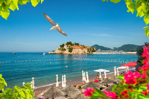 Flores em Montenegro — Fotografia de Stock