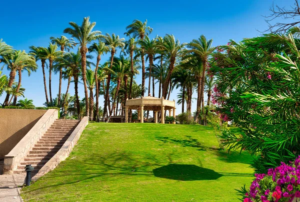 Green grass field with palm tree in public park