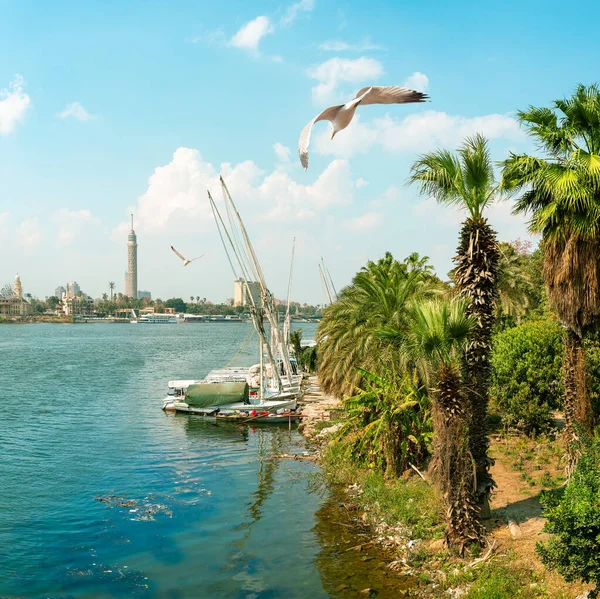 Nile Cairo Panorama Day Egypt — Stock Photo, Image