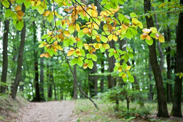 Camino del bosque — Foto de Stock