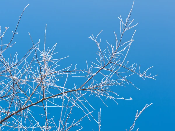 Frozen Twigs — Stock Photo, Image