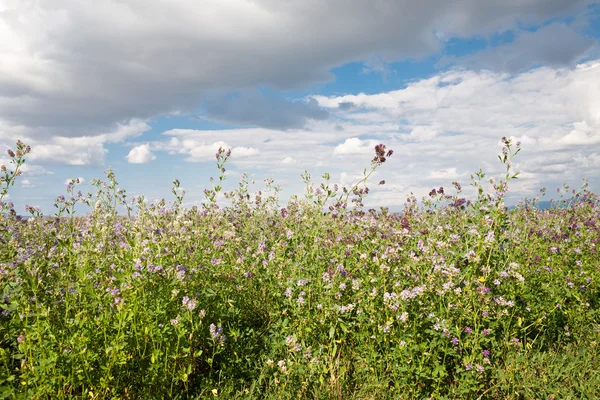 Campo de trevo florescente — Fotografia de Stock