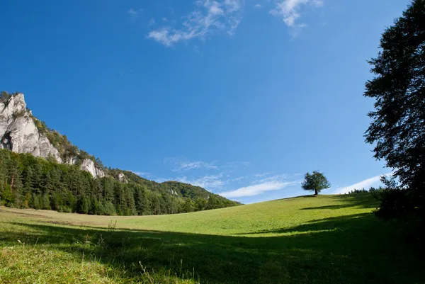 Wiese mit einsamem Baum — Stockfoto