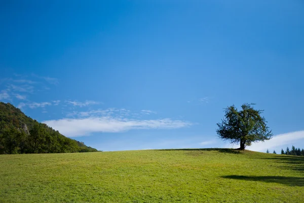Campo com árvore solitária — Fotografia de Stock