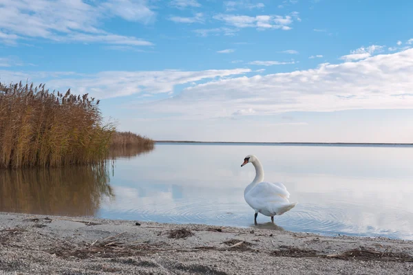 Cisne na margem do lago — Fotografia de Stock