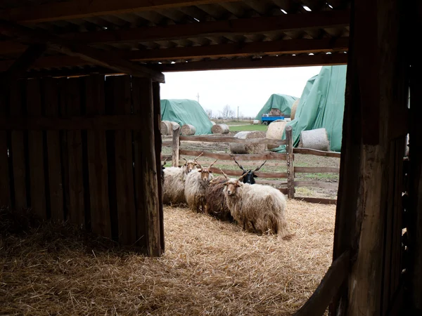 Keçi çiftliği — Stok fotoğraf