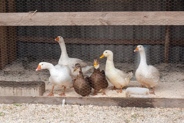 Aves de capoeira Farm — Fotografia de Stock