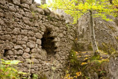 Orman büyümüş Harabeleri