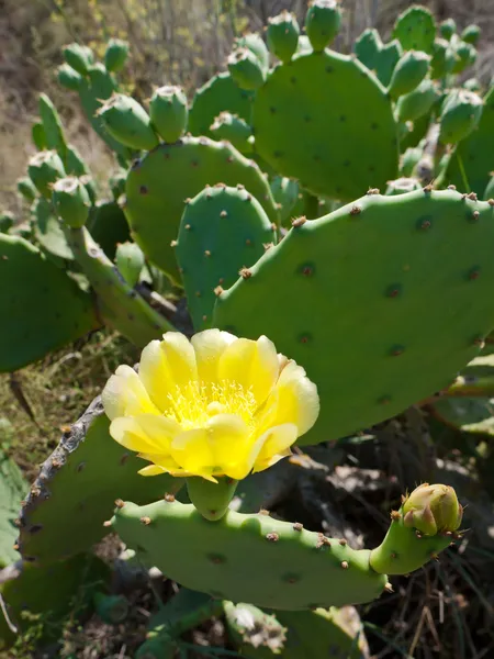 Cactus blooming — Stock Photo, Image