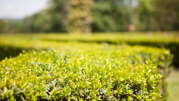 Ornamental boxwood — Stock Photo, Image