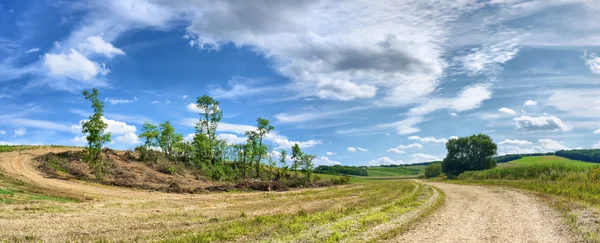 Bosque devastado — Foto de Stock