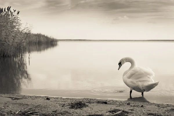 Lago dei cigni oscuri — Foto Stock