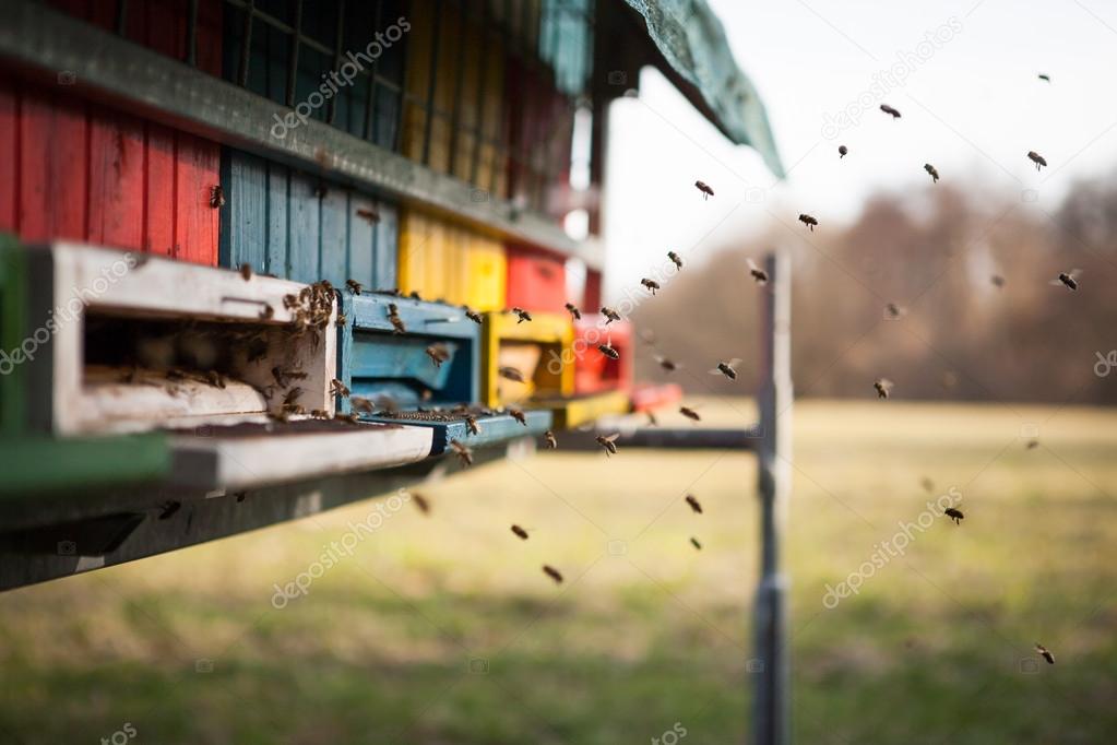 Flying into the hive