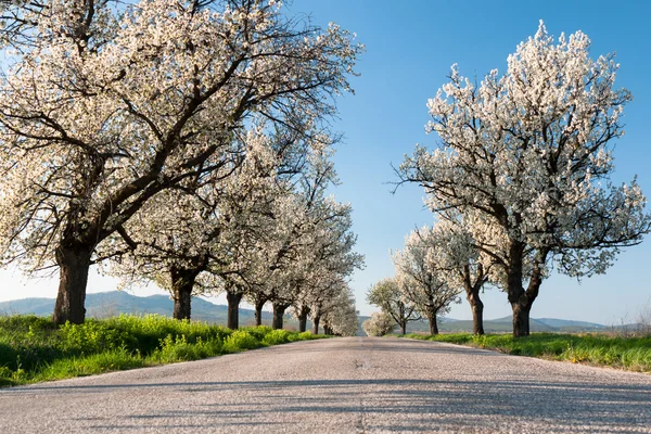 Linea di ciliegi — Foto Stock