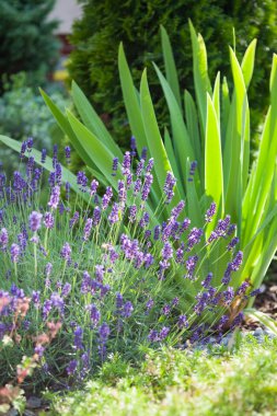 taze lavanta bitkiler