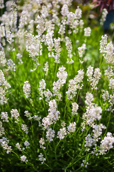 Flores de lavanda —  Fotos de Stock