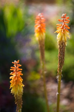 Kniphofia